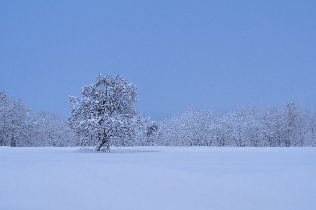 雪原の存在