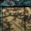 さくらの木陰