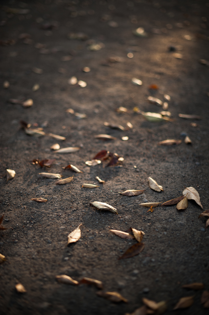 枯れ葉の道