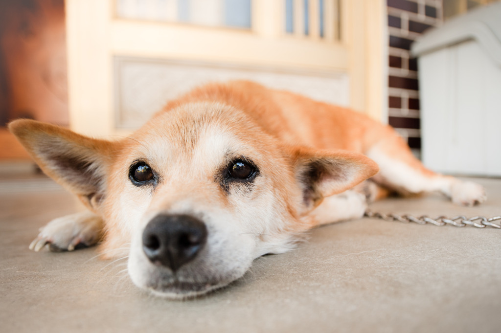 匍匐犬進せず