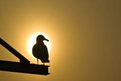 夕色のカモメ
