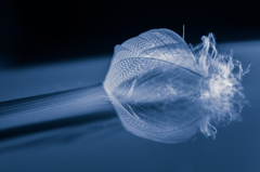 Feather