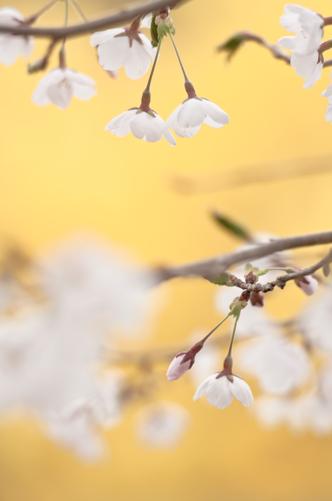 桜雅灯