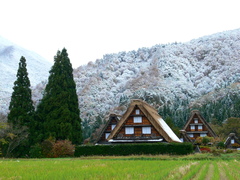 紅葉と雪