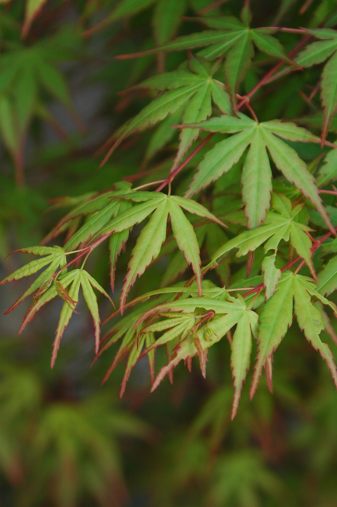 GreenMaple