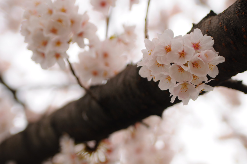 三沢川の桜_2