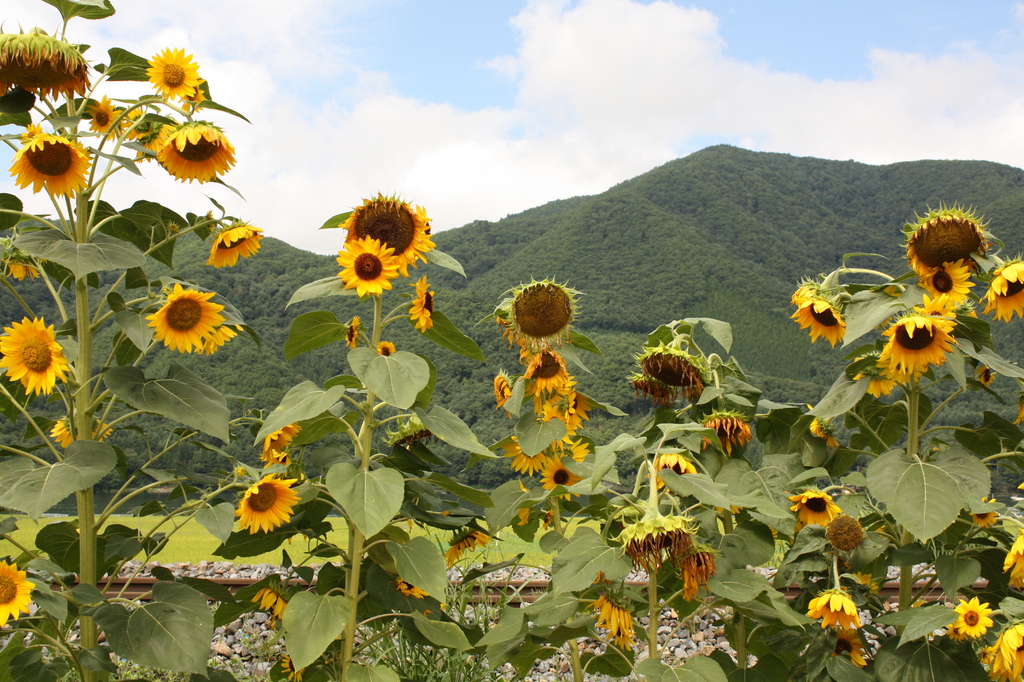 木崎湖