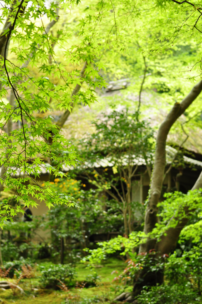 祇王寺