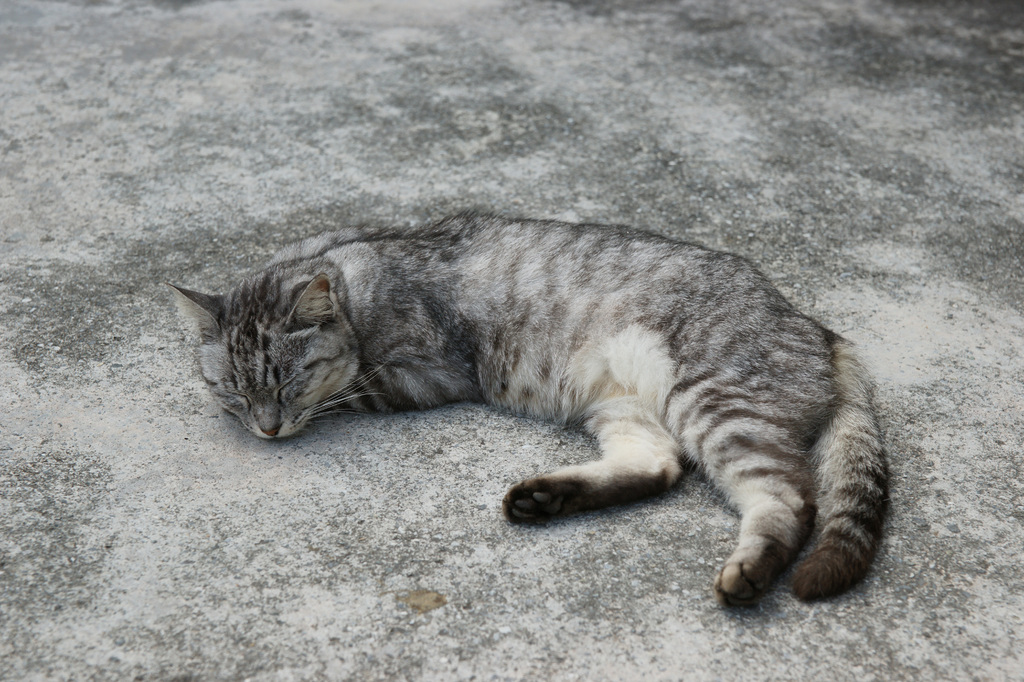 okinawa011