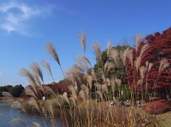 2009_1121GX200昭和記念公園の紅葉01