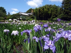 松戸市の本土寺菖蒲園