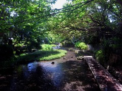 三島市内源兵衛川