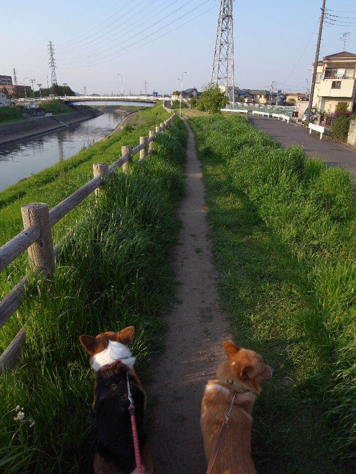 一本道