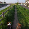 一本道