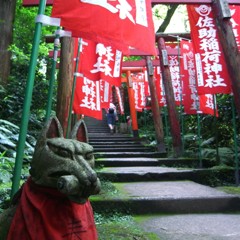 鎌倉散歩　佐助稲荷