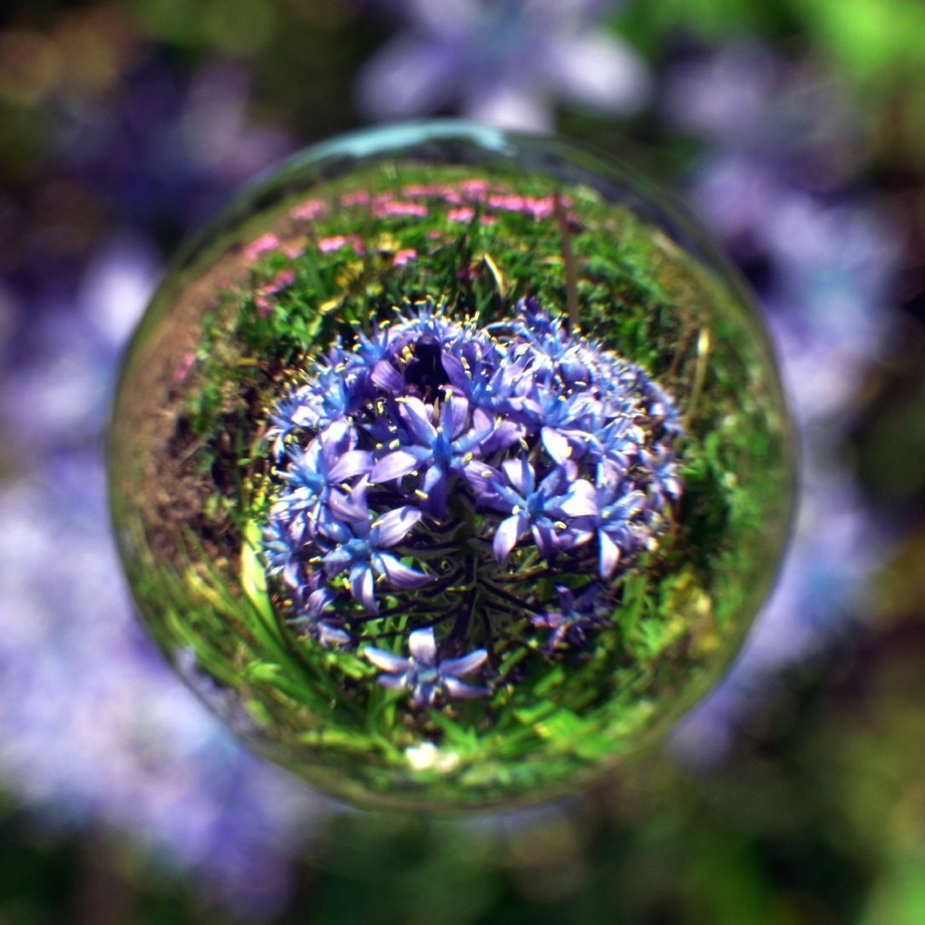 宙玉レンズで撮ったシラー