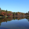 2009_1121GX200昭和記念公園の紅葉03