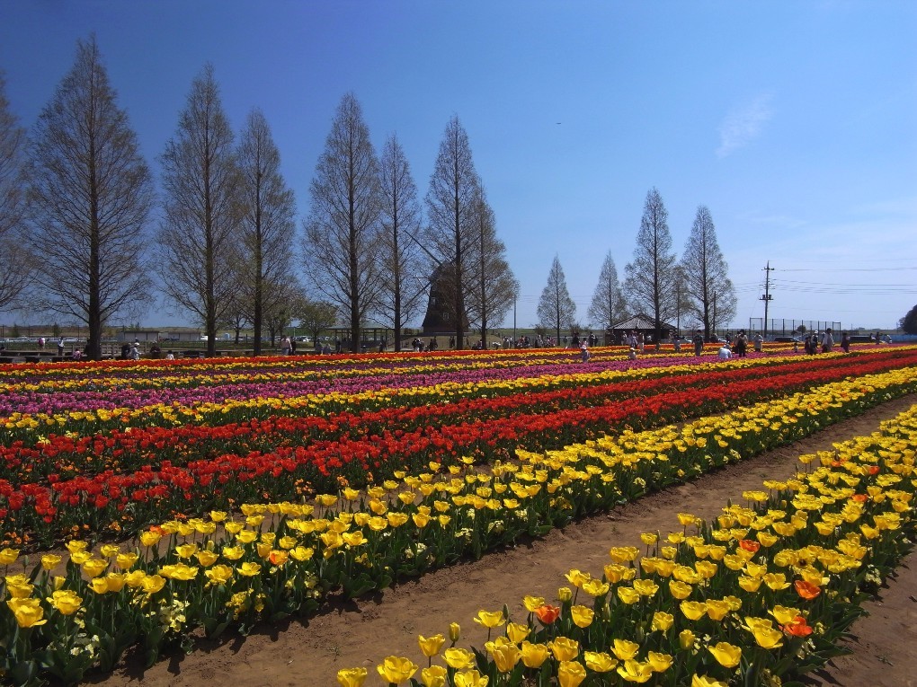 GX200あけぼの山農業公園 1