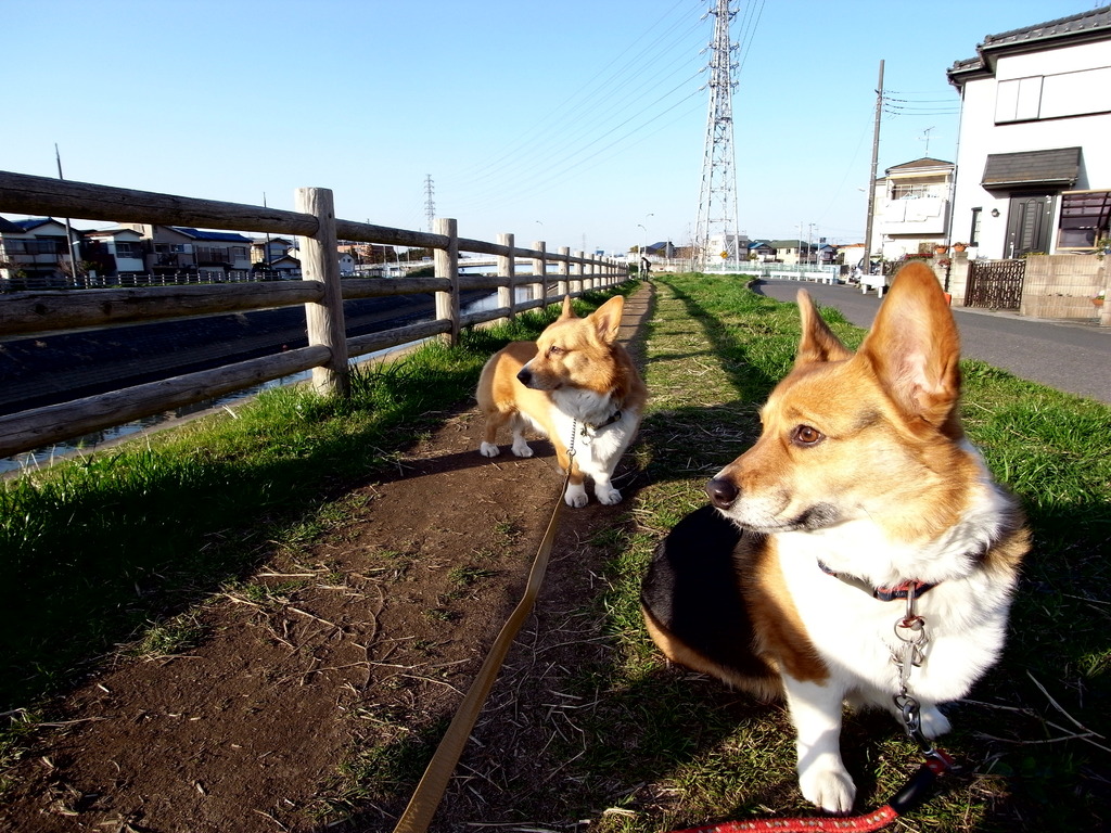 2009_0315GX200何を見ているのかな