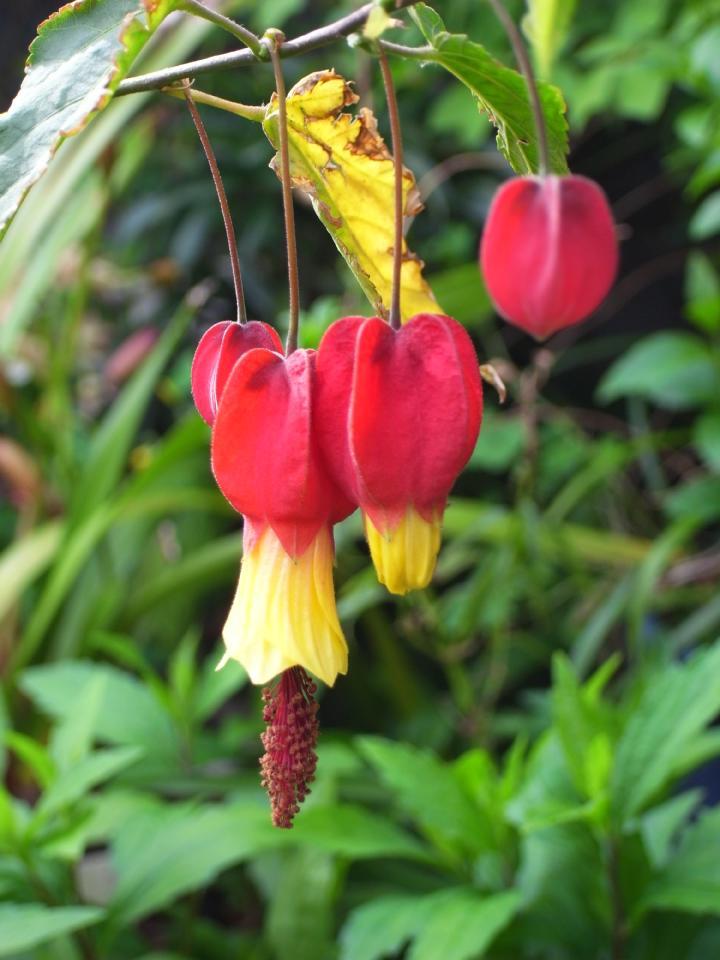 アプチロンが開花しました 