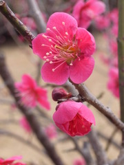 2009_0301GX200梅の花