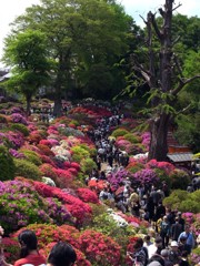 GX200　根津神社つつじまつり