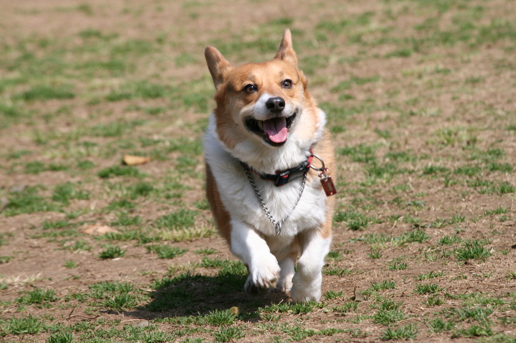2009_0321KiisDXドッグラン