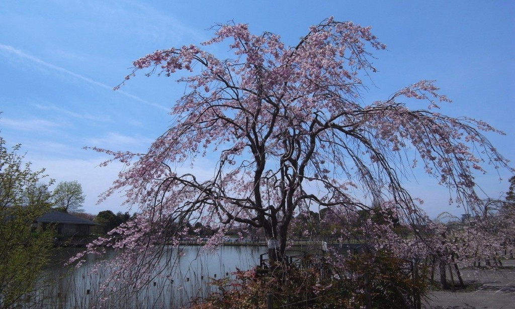 柏の葉公園　八重紅枝垂　