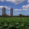 不忍池の蓮 ２