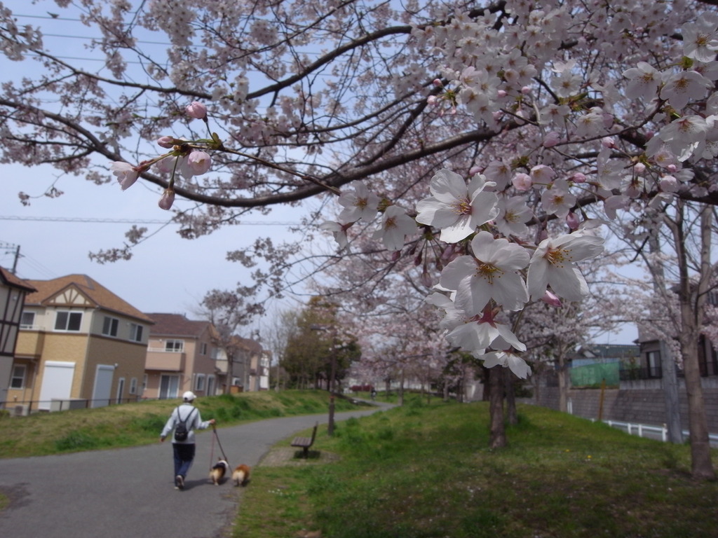 お花見散歩