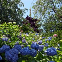 松戸市の本土寺スクエア（あじさい寺）