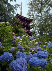 松戸市の本土寺（あじさい寺）