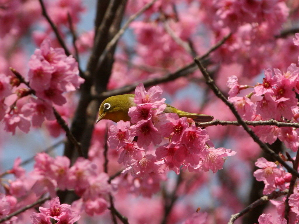 2009_0321KiisDXめじろ３