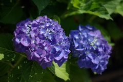 庭の紫陽花（青）