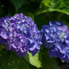 庭の紫陽花（青）
