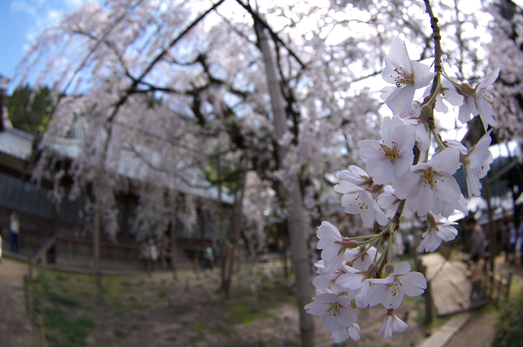360余年目の春