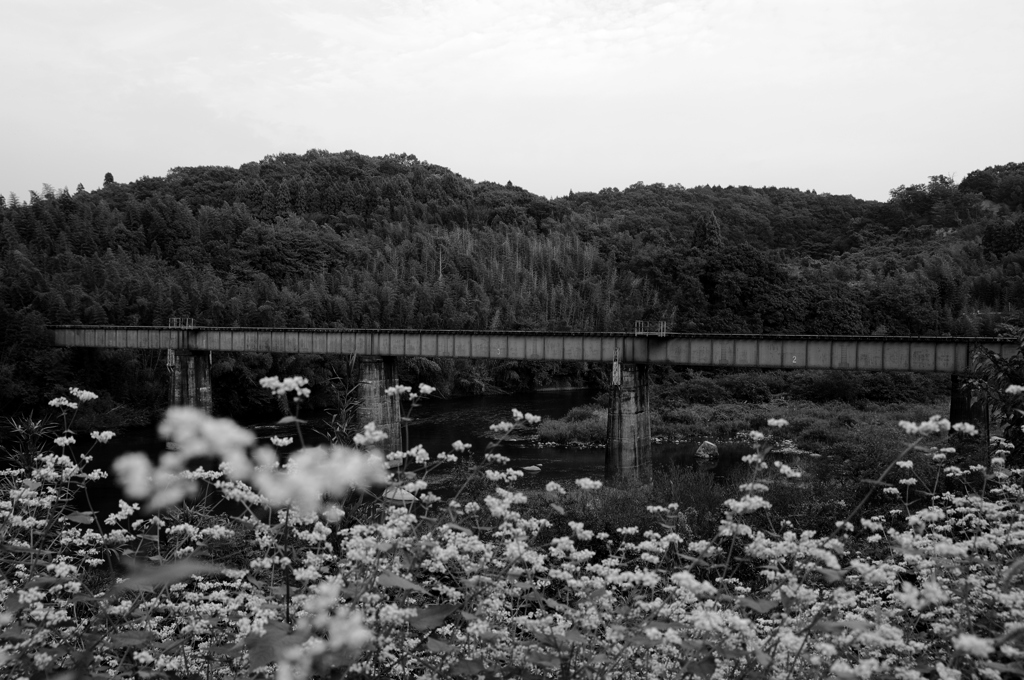 廃止路線　～目的を失った橋～