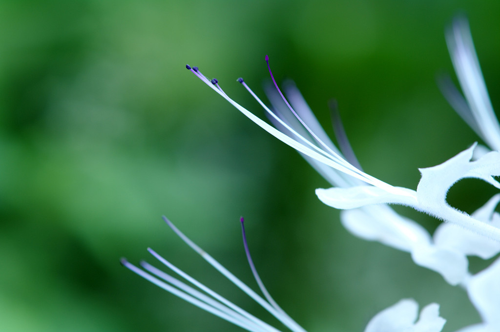 繊細
