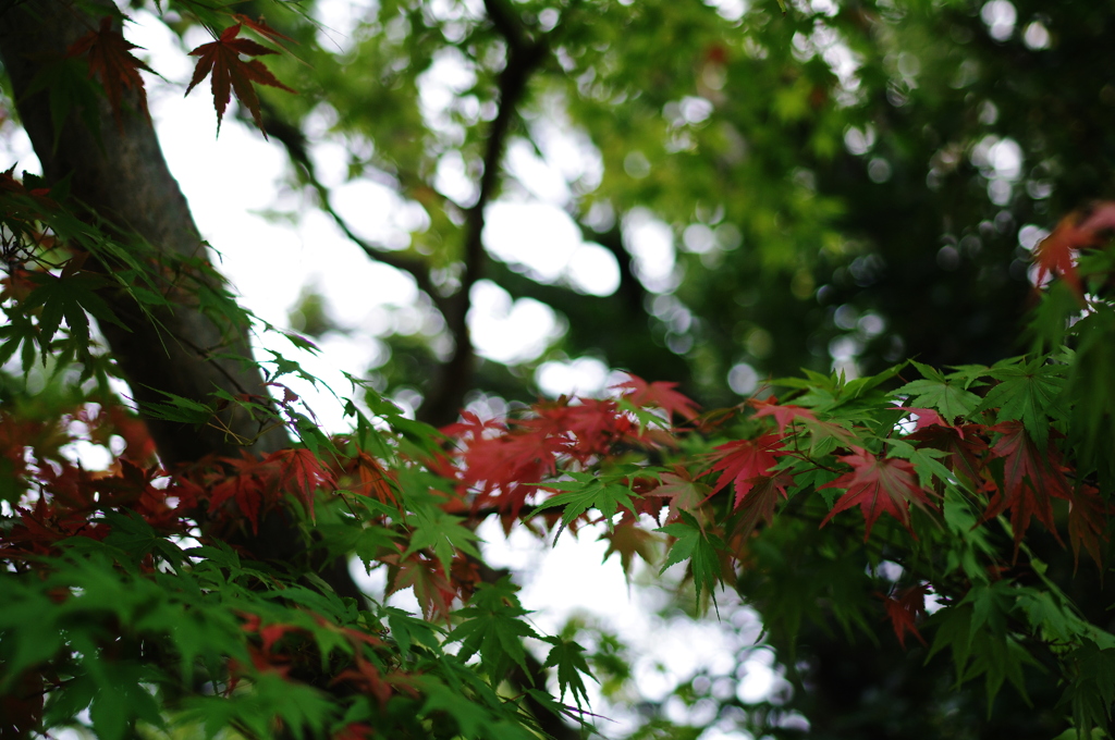 緑と紅のせめぎあい