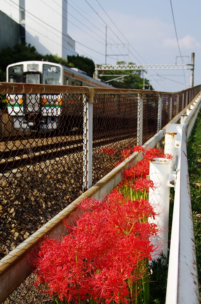 華やかな隙間