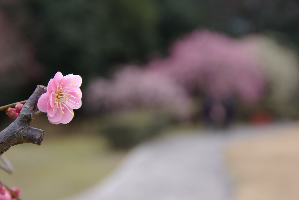 平芝公園の梅