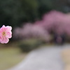 平芝公園の梅