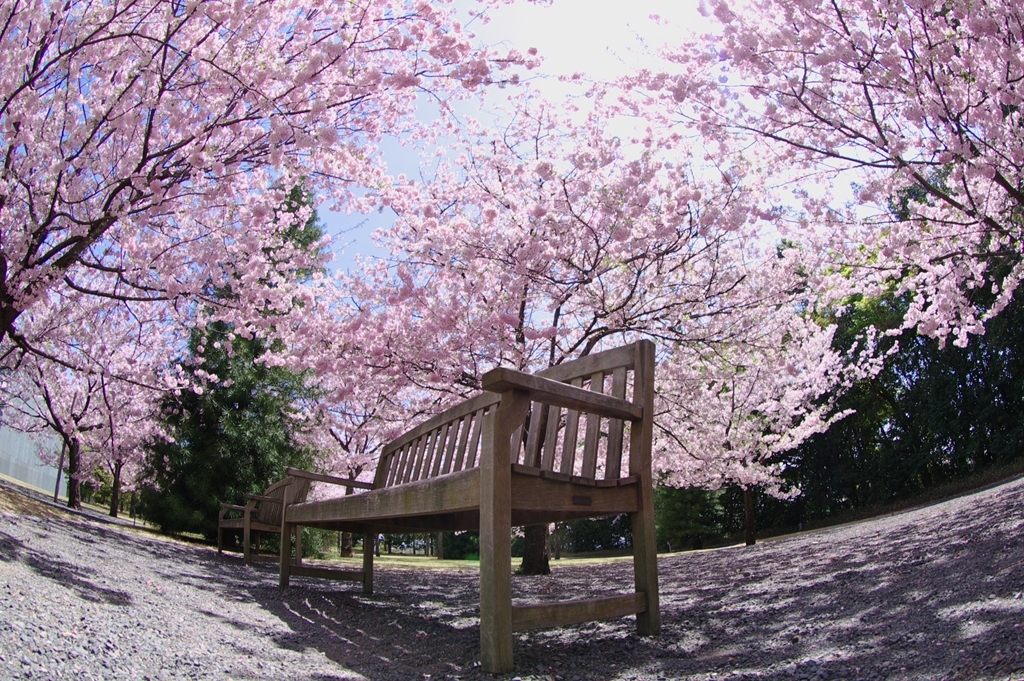 “SAKURA”bench