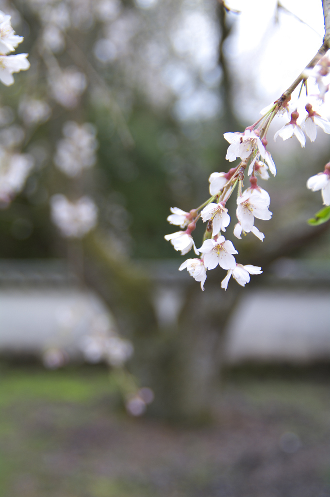 家康公の枝垂れ桜