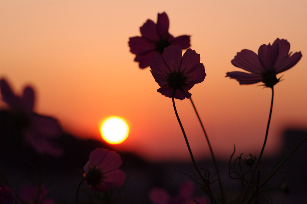 夕焼け秋桜