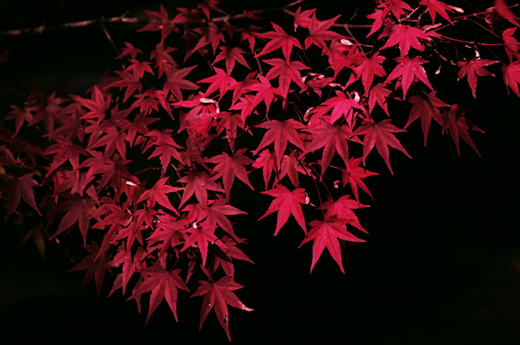 真紅 ’10