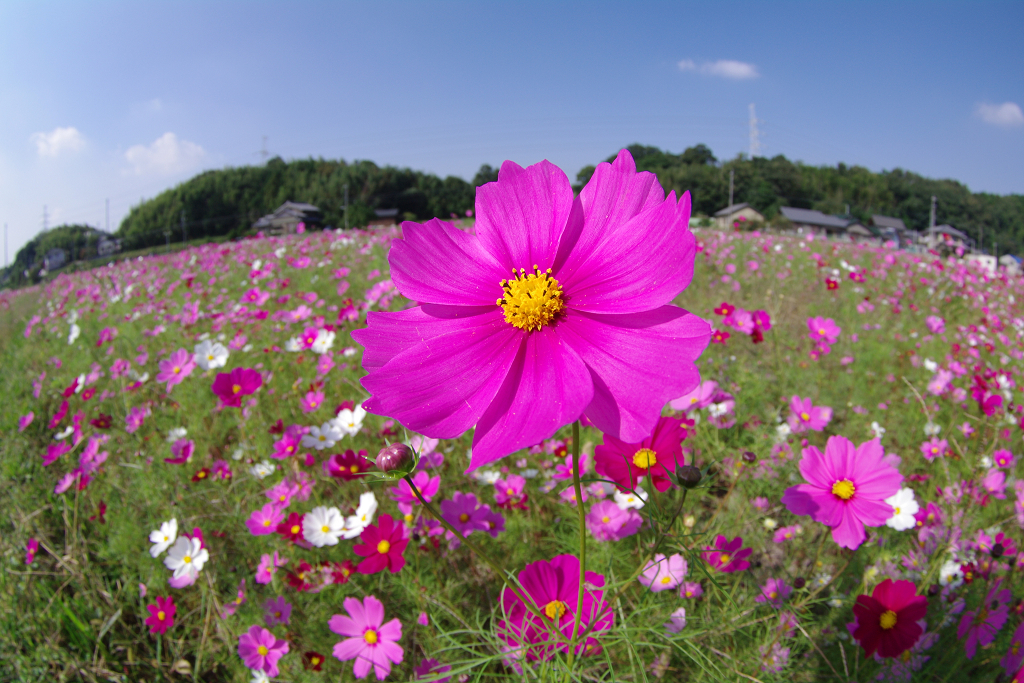 花びらいっぱいに太陽を受けて