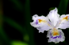 iris