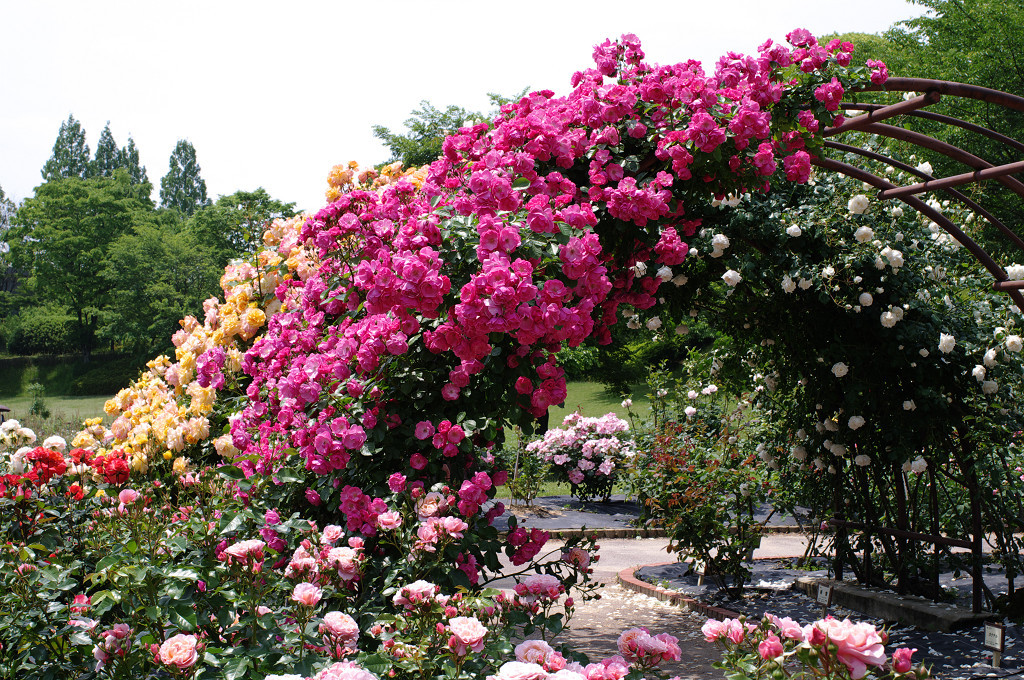Gate of rose garden