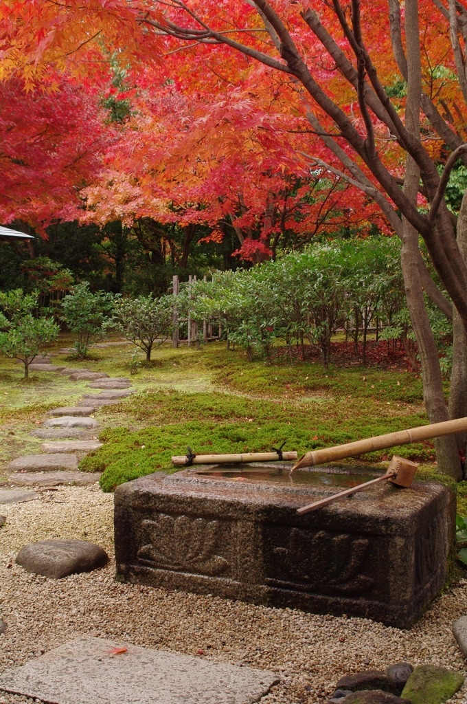 燃ゆる紅葉
